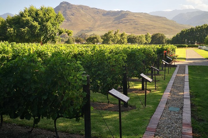 Vineyards on a wine estate in Franschhoek